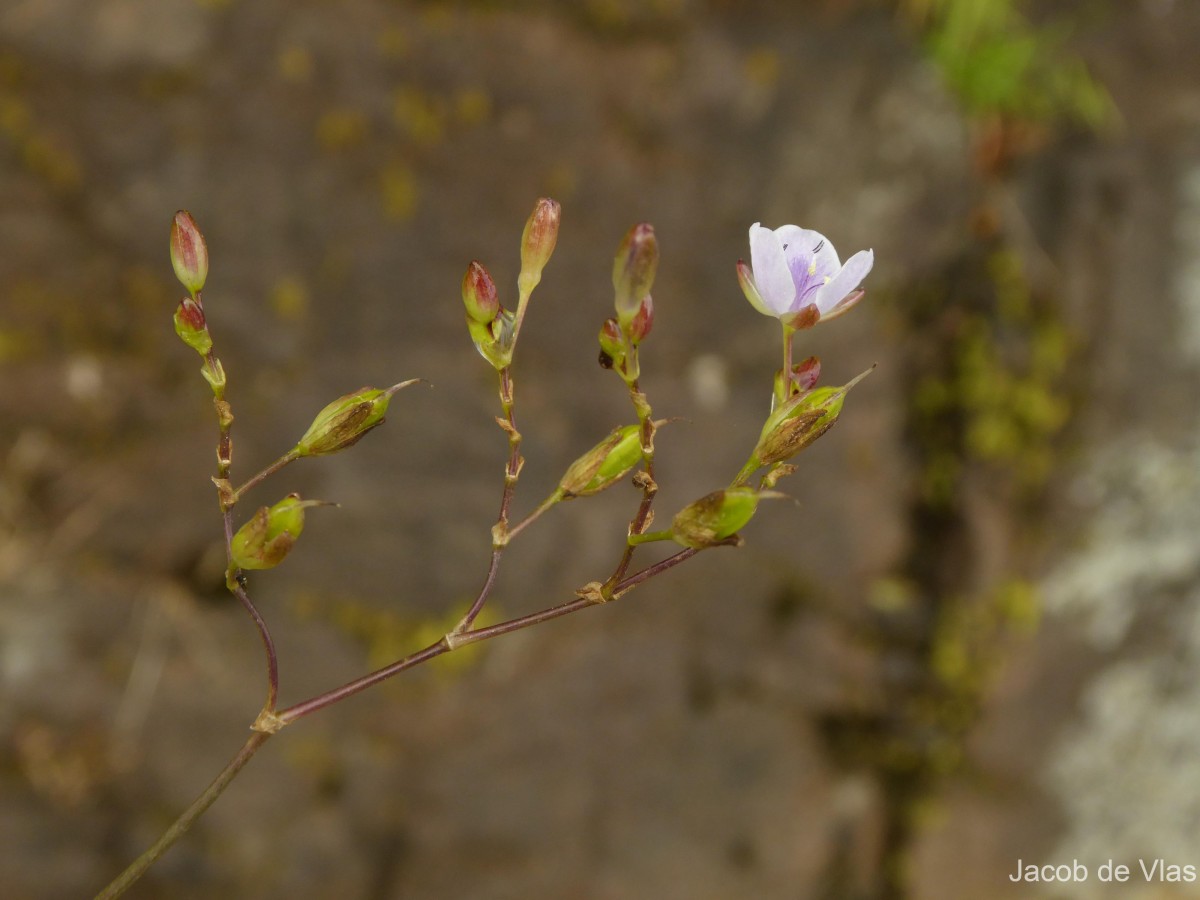 Murdannia esculenta (Wall. ex C.B.Clarke) Abeyw.